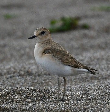 Mountain Plover - ML644178302