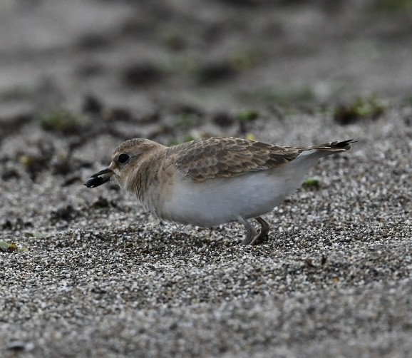 Mountain Plover - ML644178303