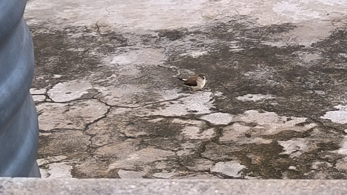 Indian Silverbill - ML644178310