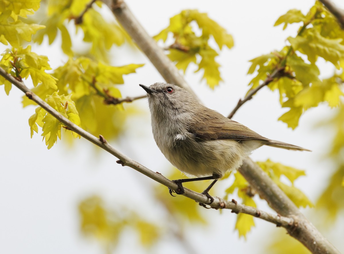 Gray Gerygone - ML644178312
