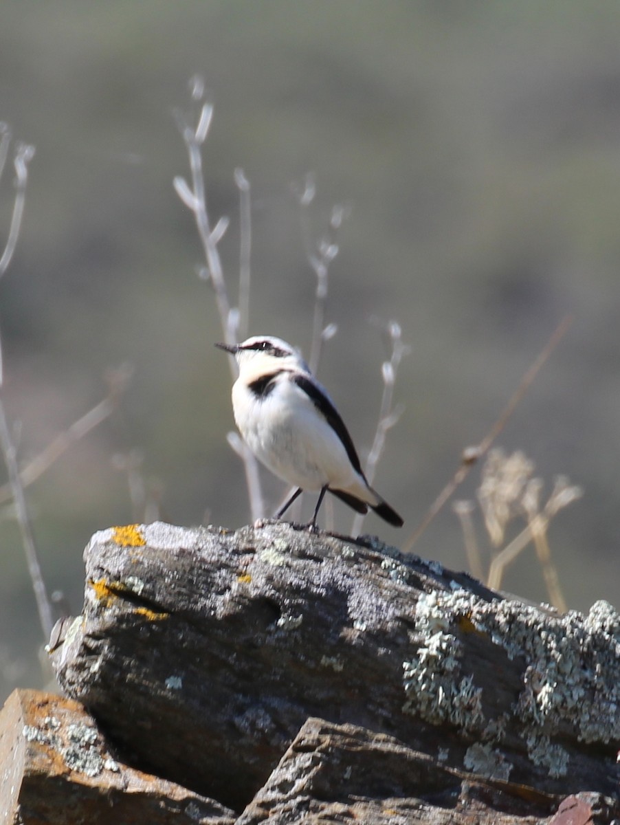Northern Wheatear - ML644178316