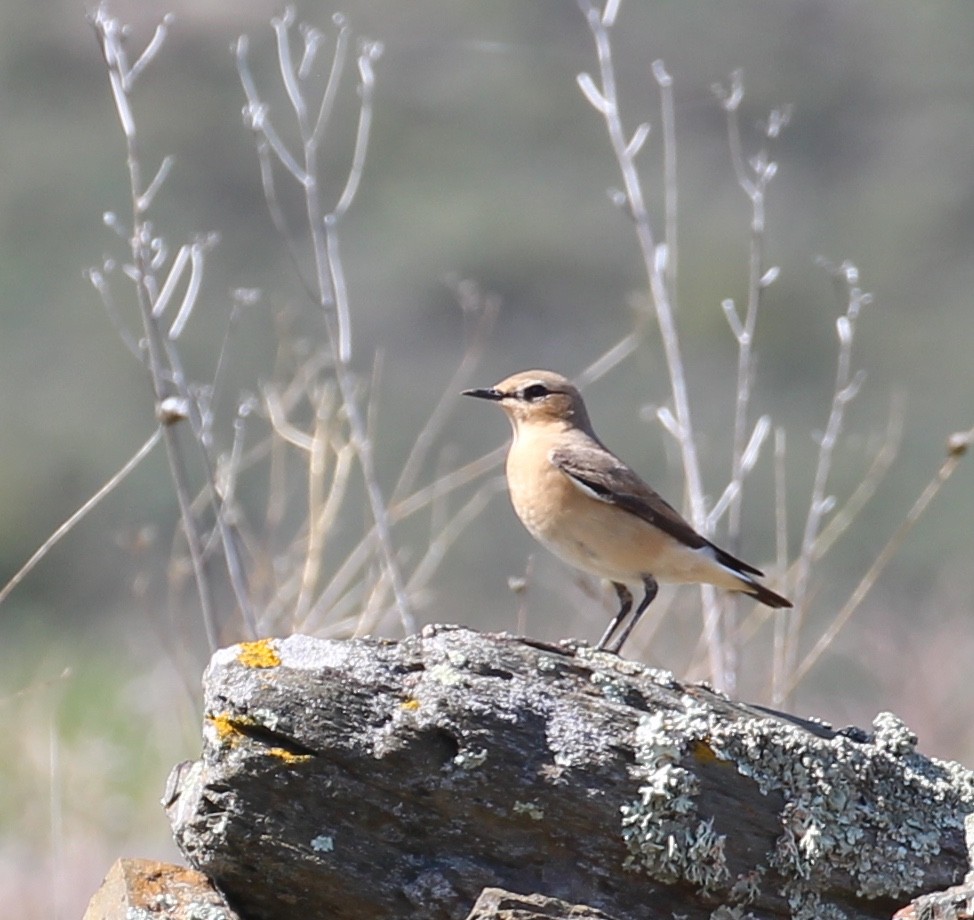 Northern Wheatear - ML644178317