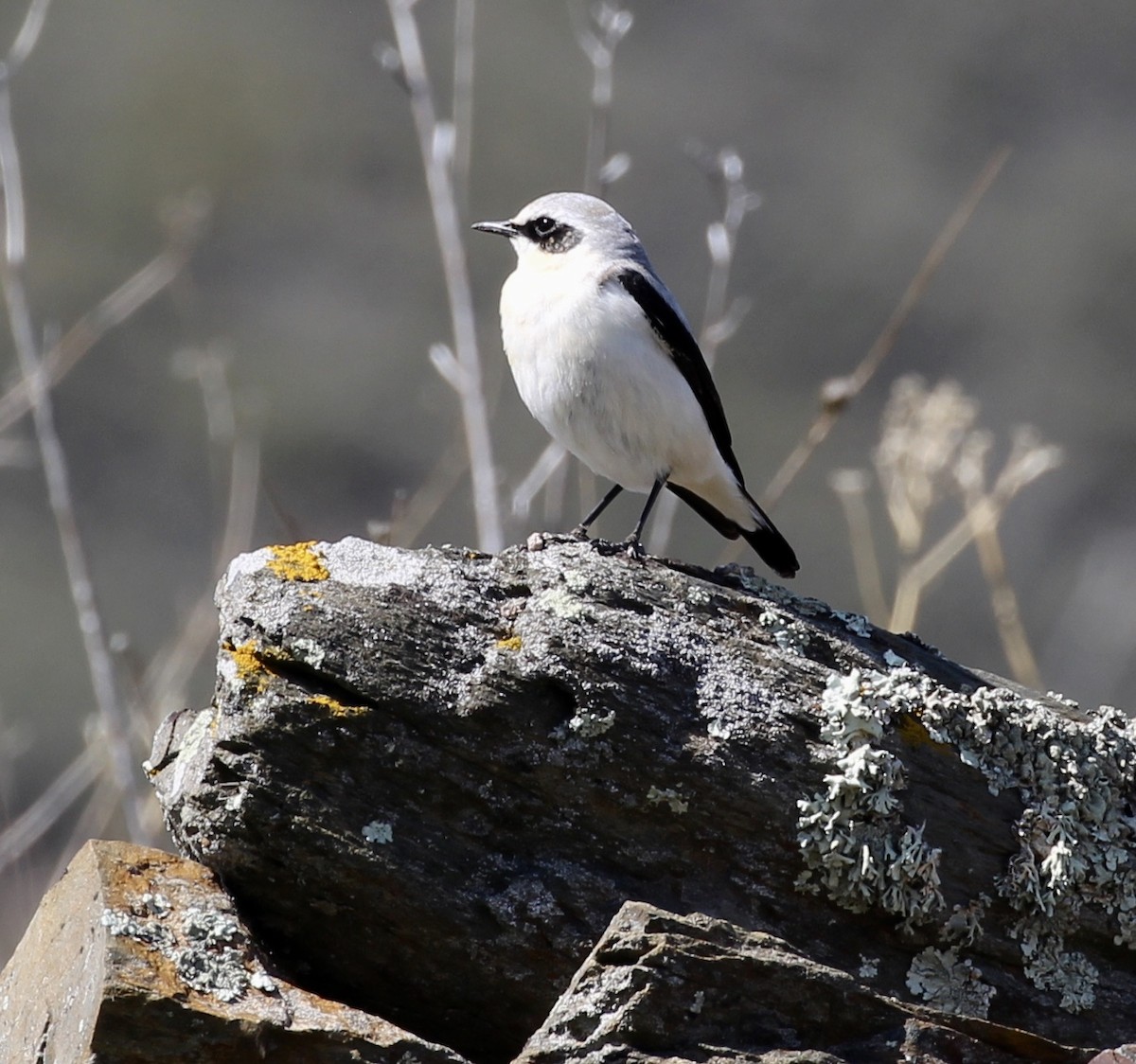Northern Wheatear - ML644178318