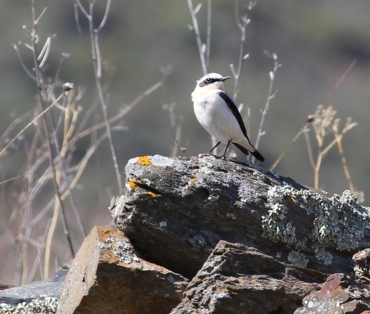 Northern Wheatear - ML644178319