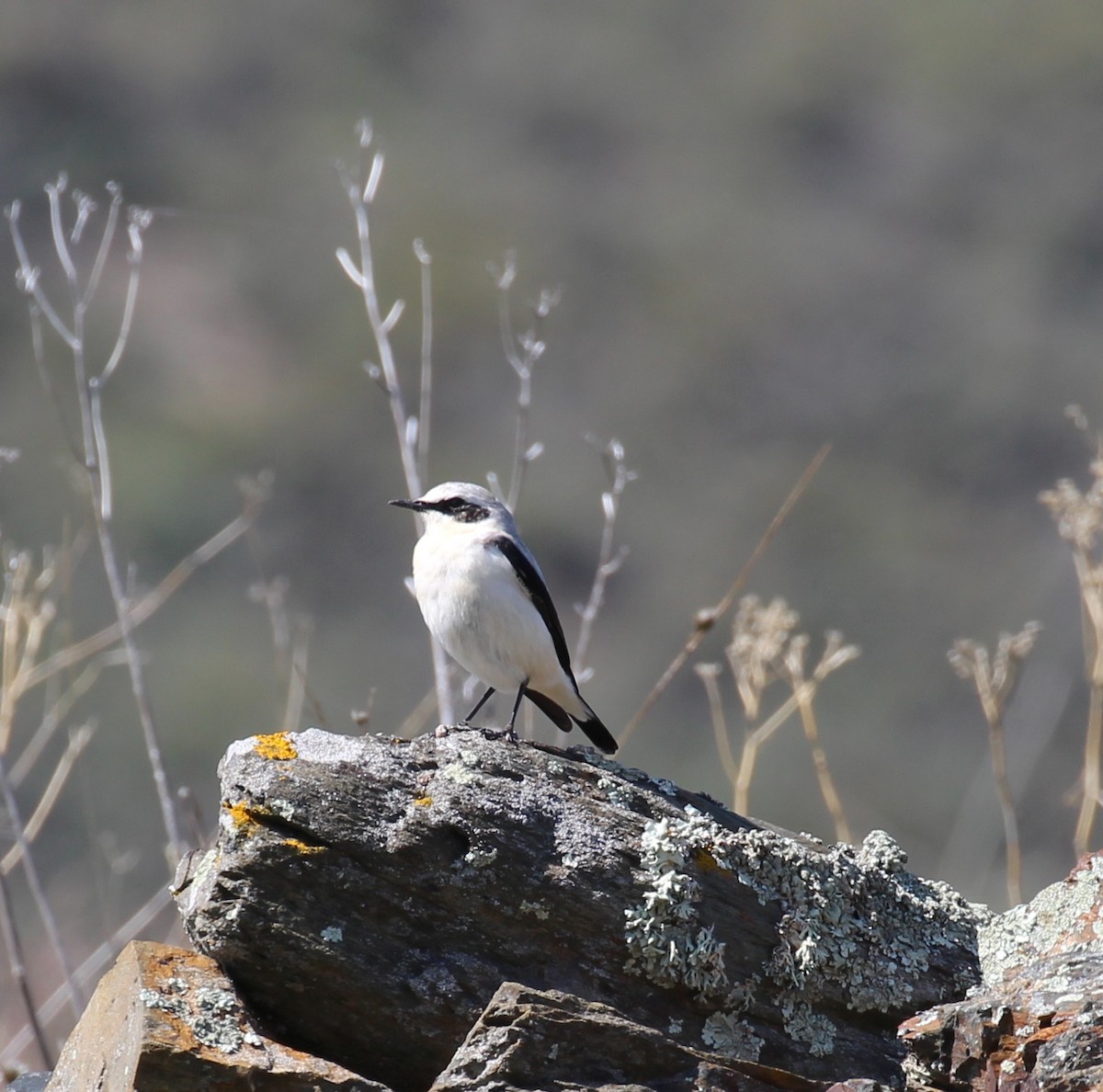 Northern Wheatear - ML644178320