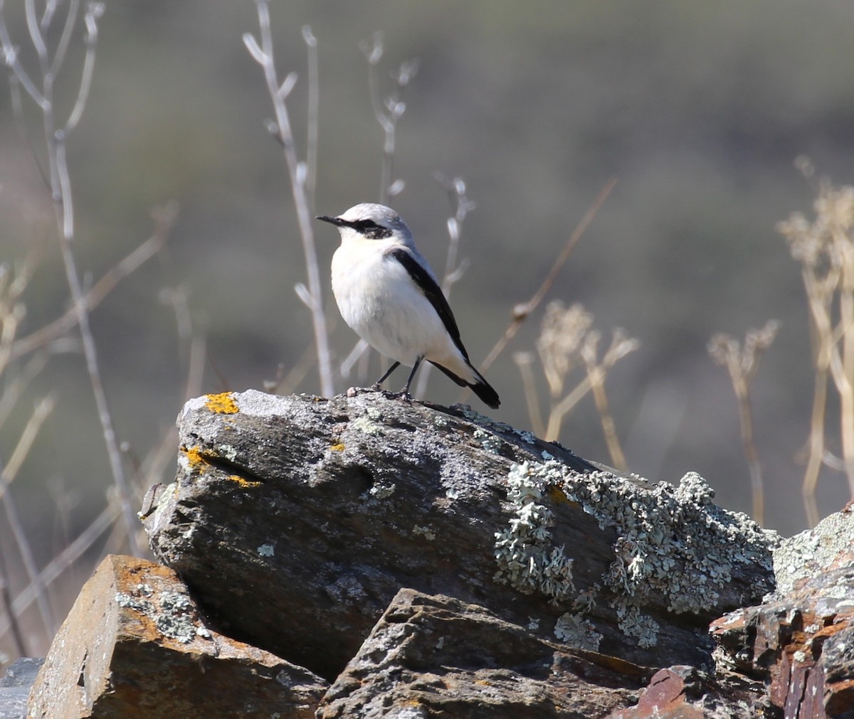 Northern Wheatear - ML644178321