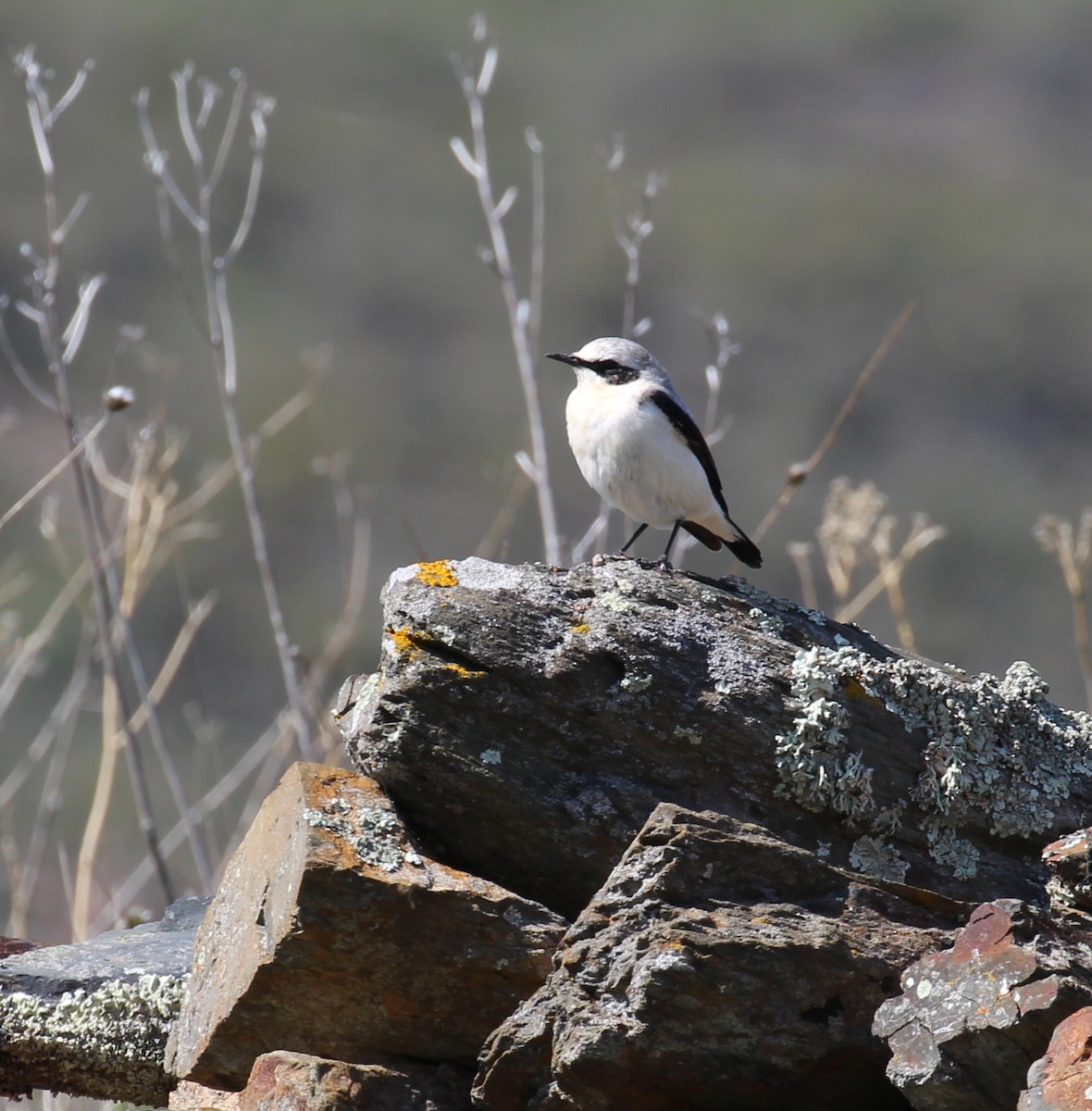 Northern Wheatear - ML644178322