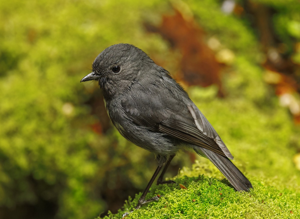 South Island Robin - ML644178328
