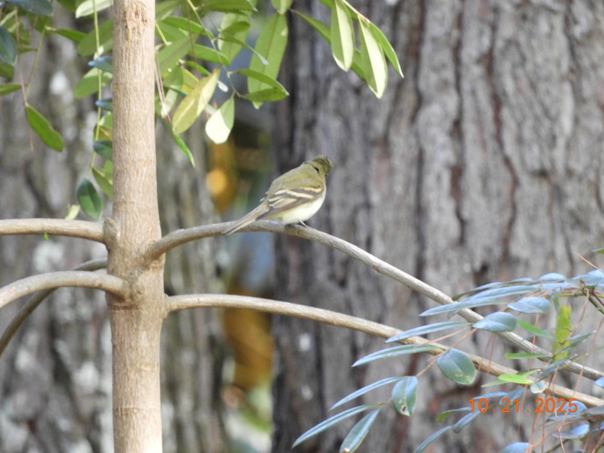 Acadian Flycatcher - ML644178330