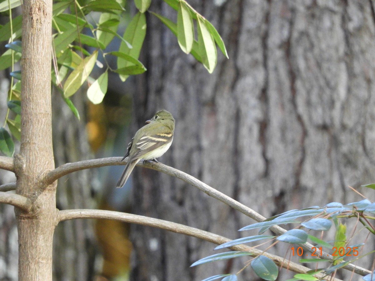 Acadian Flycatcher - ML644178331