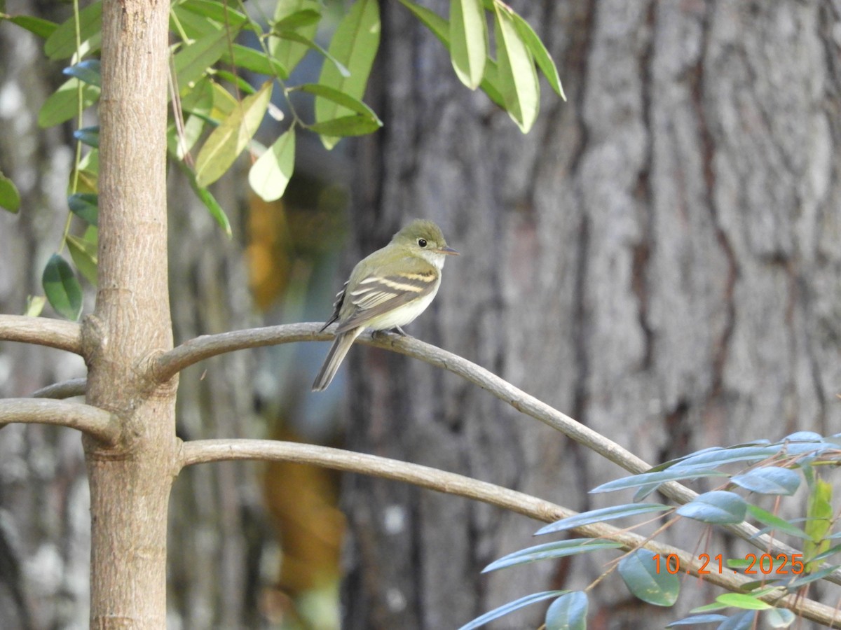 Acadian Flycatcher - ML644178332