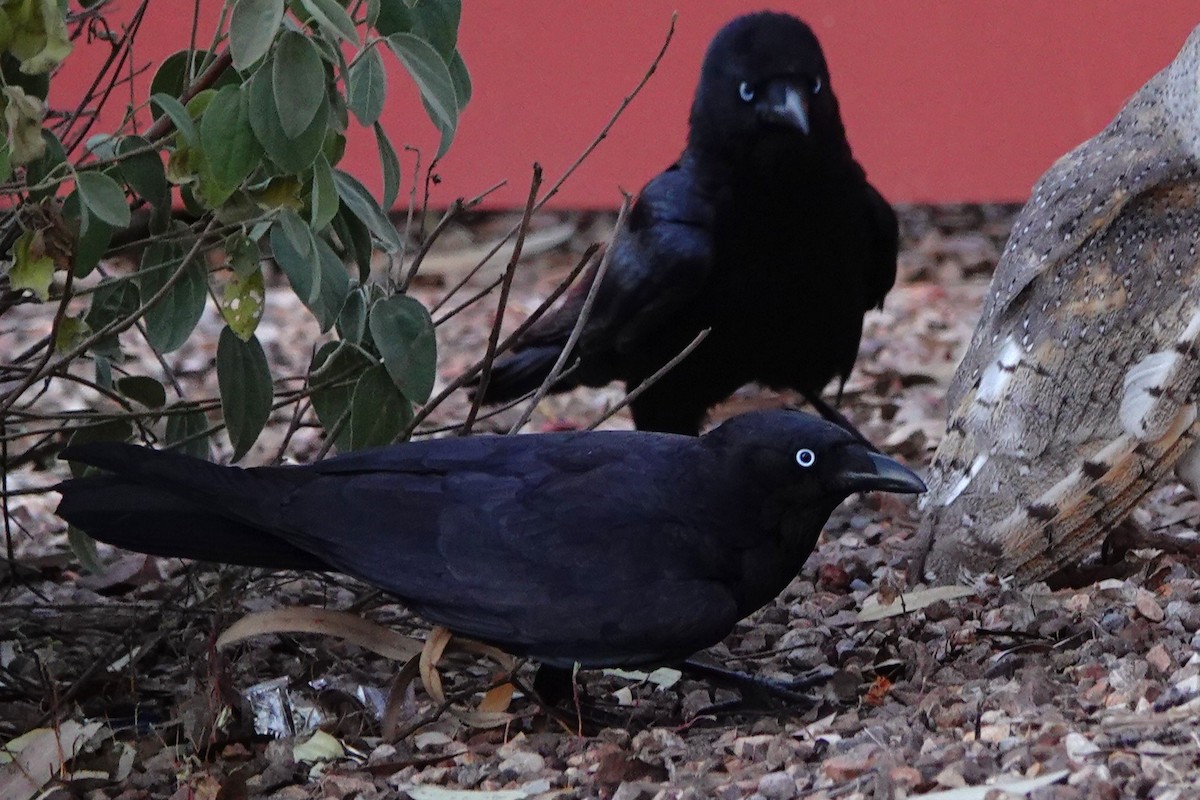 Little Crow - ML644178333