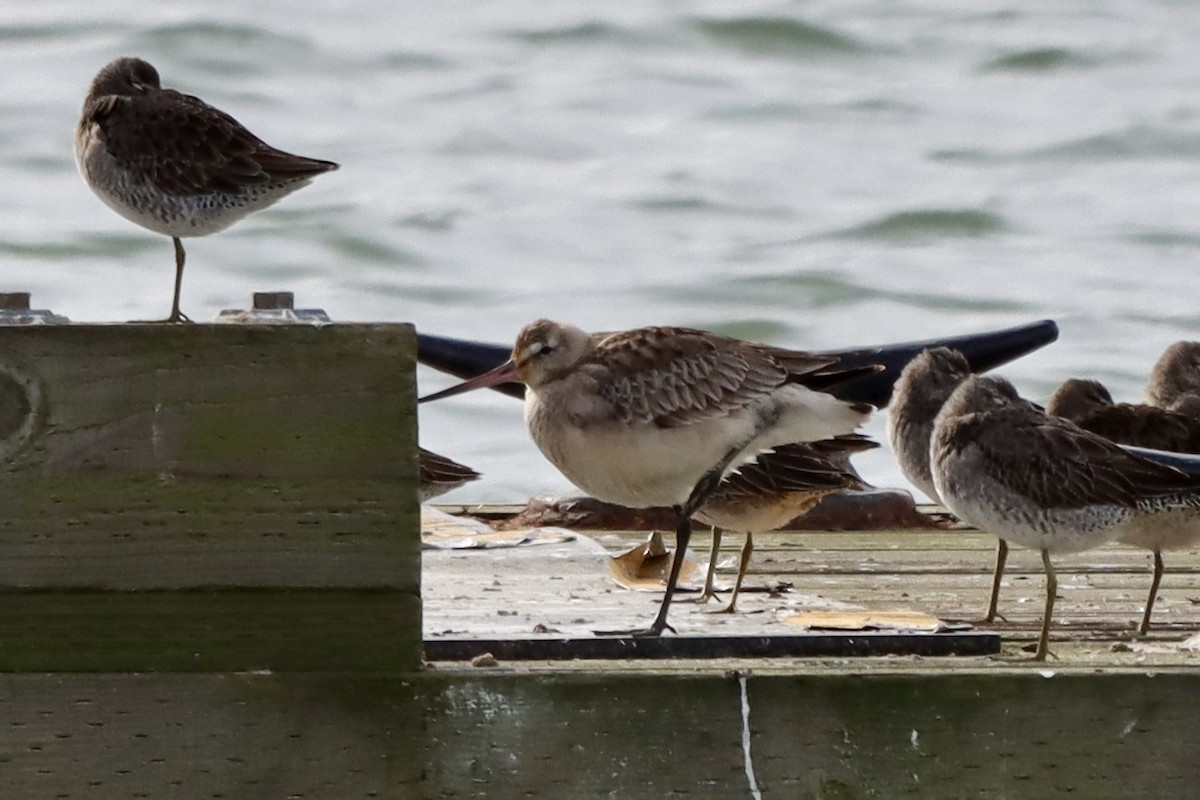 Hudsonian Godwit - ML644178334