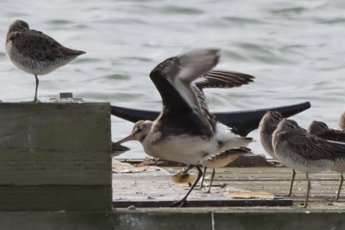 Hudsonian Godwit - ML644178335