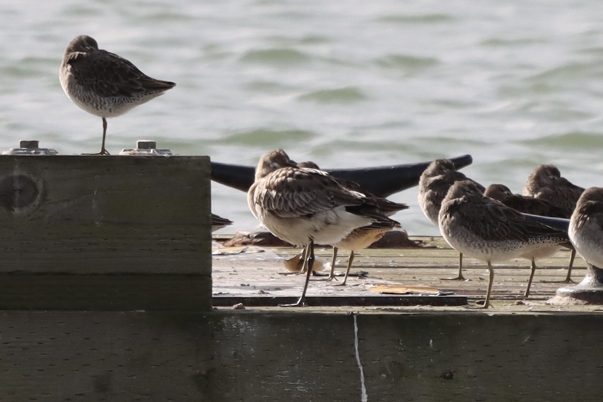 Hudsonian Godwit - ML644178336