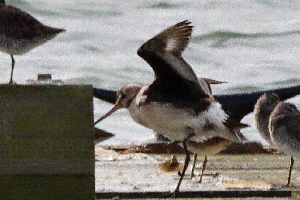 Hudsonian Godwit - ML644178337