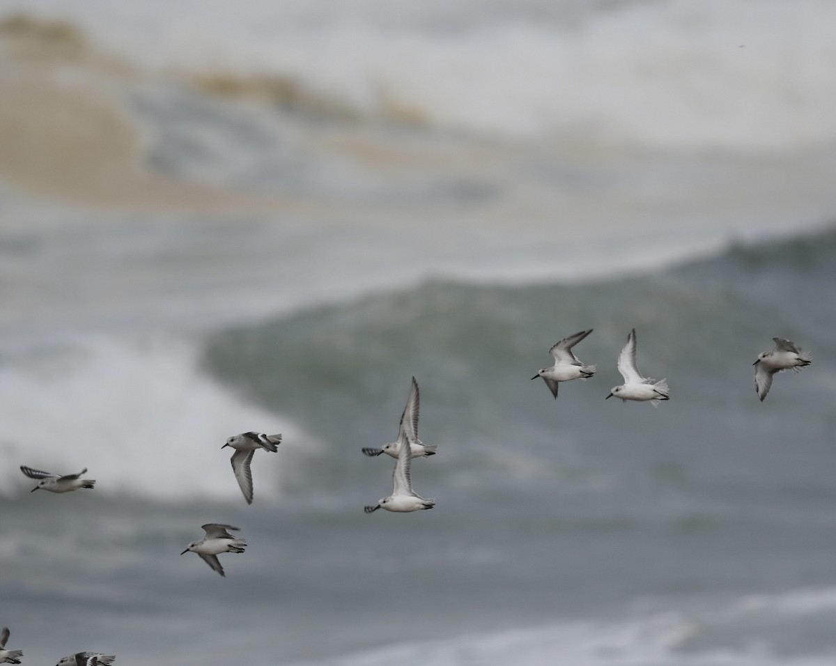 Sanderling - ML644178339