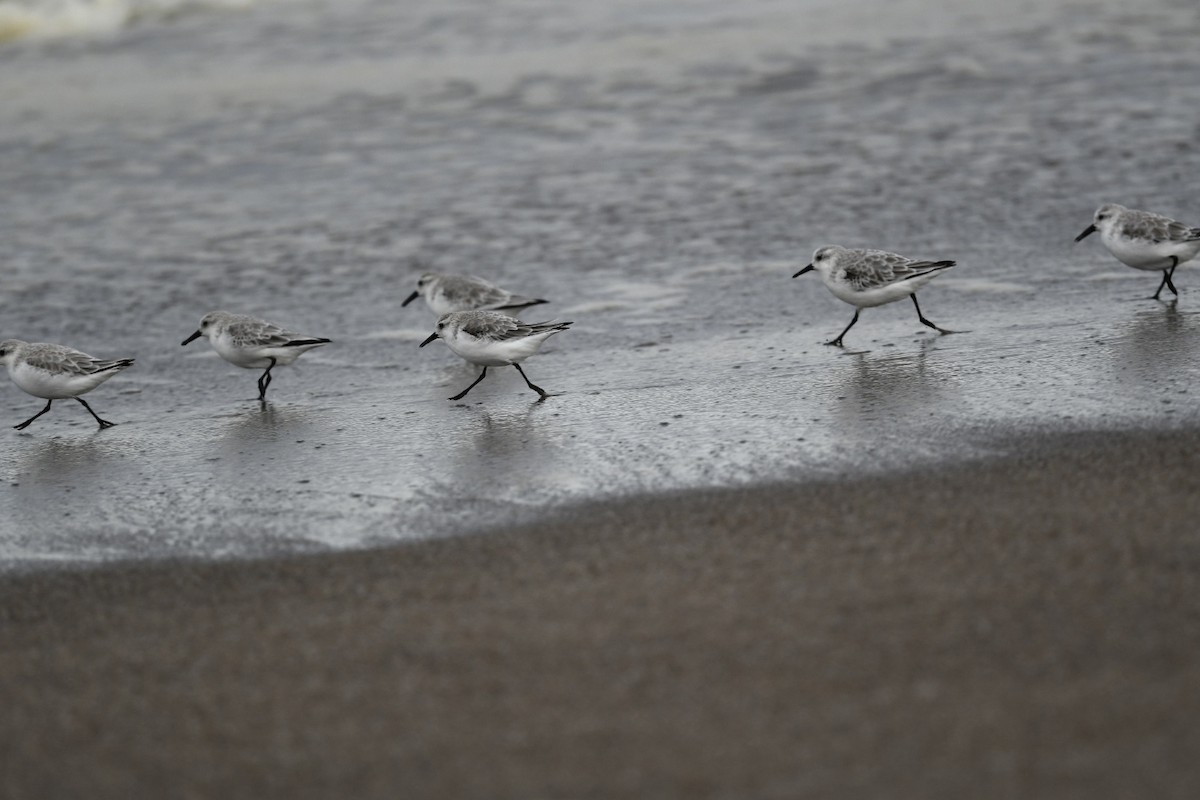 Sanderling - ML644178340