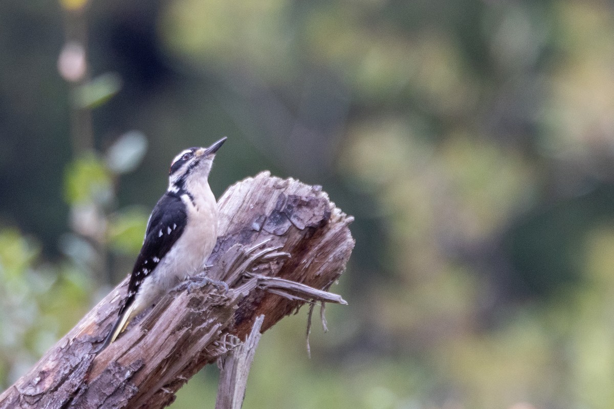Hairy Woodpecker - ML644178341