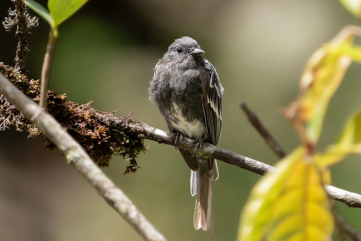 Black Phoebe - ML644178342