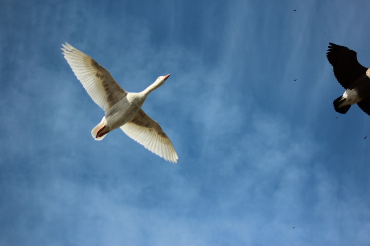 tamgås (domestisert Anser sp.) - ML644178346