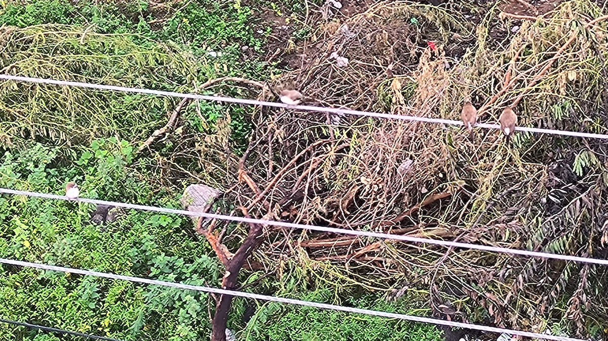 Indian Silverbill - ML644178347