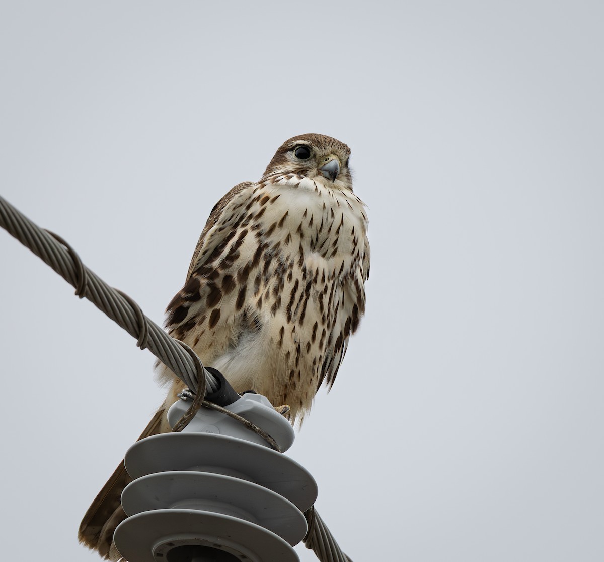 Faucon des prairies - ML644178357