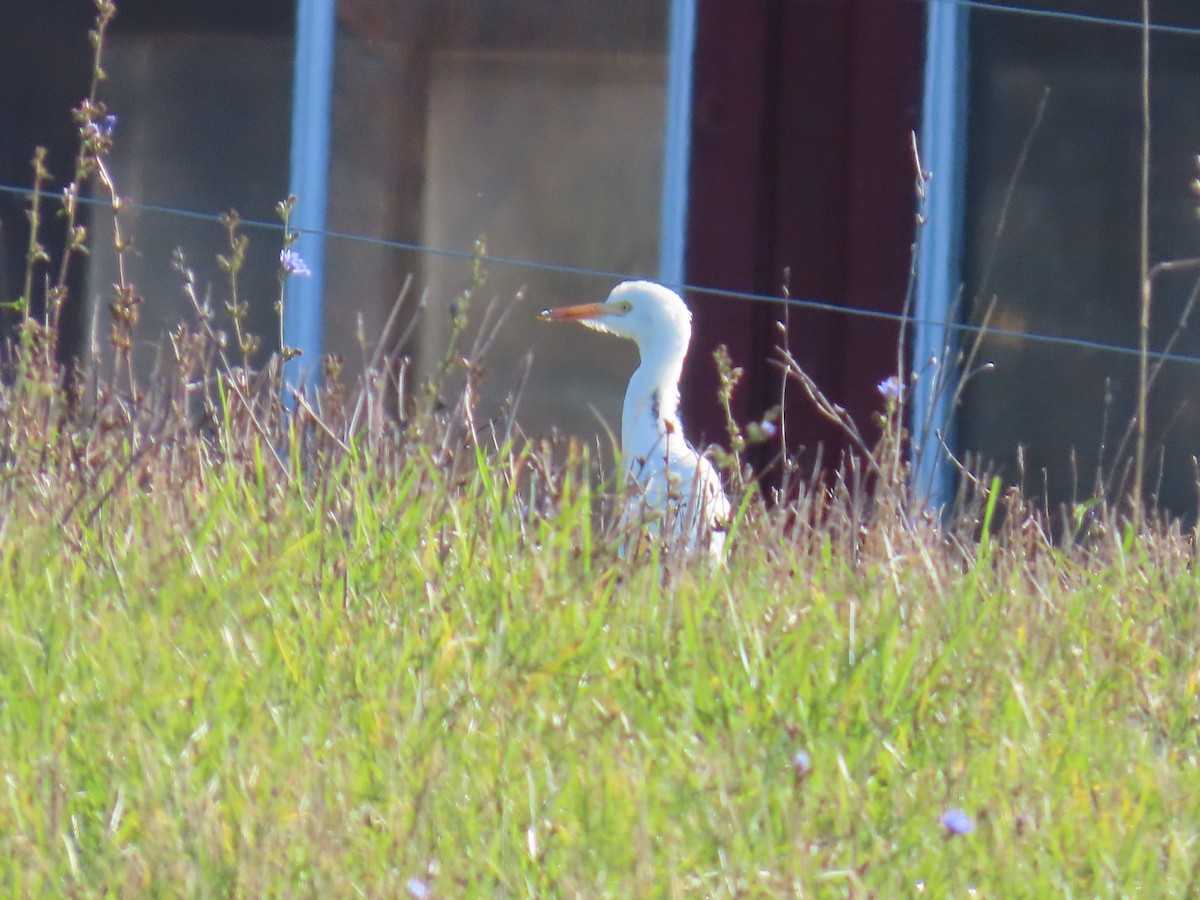 Western Cattle-Egret - ML644178362