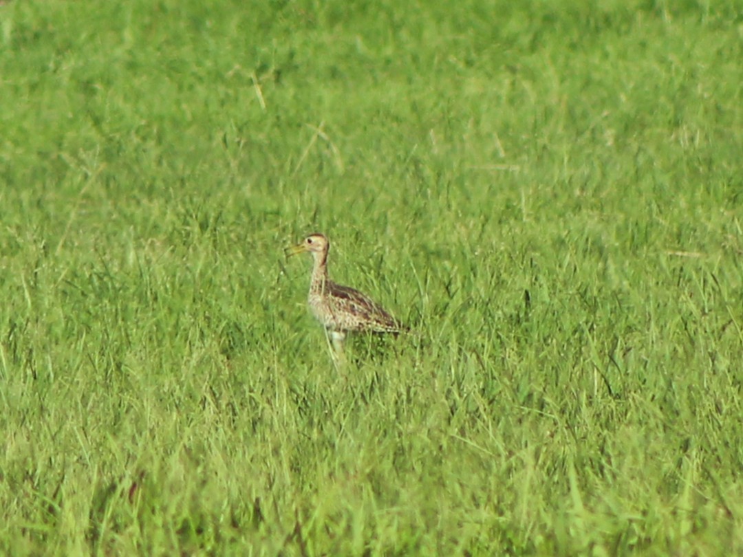 Upland Sandpiper - ML644178385