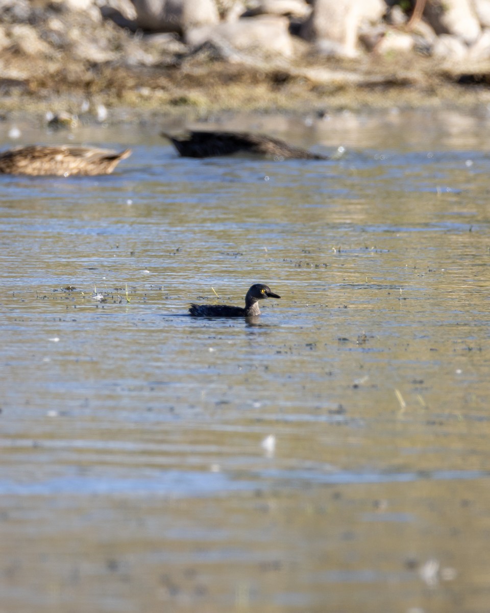 Least Grebe - ML644178401
