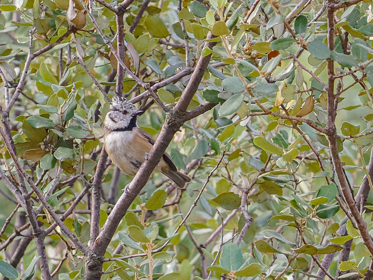 Cincia dal ciuffo - ML644178408