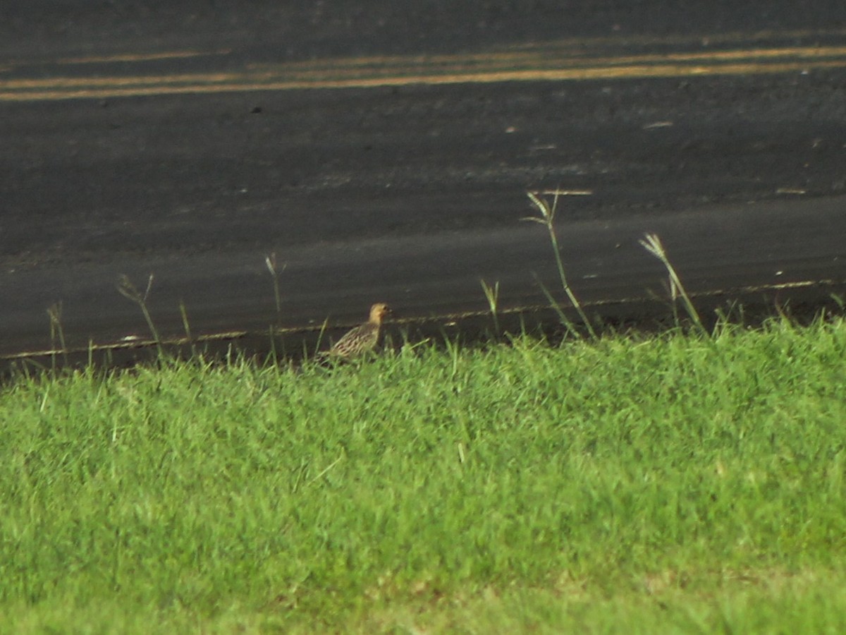 Buff-breasted Sandpiper - ML644178416