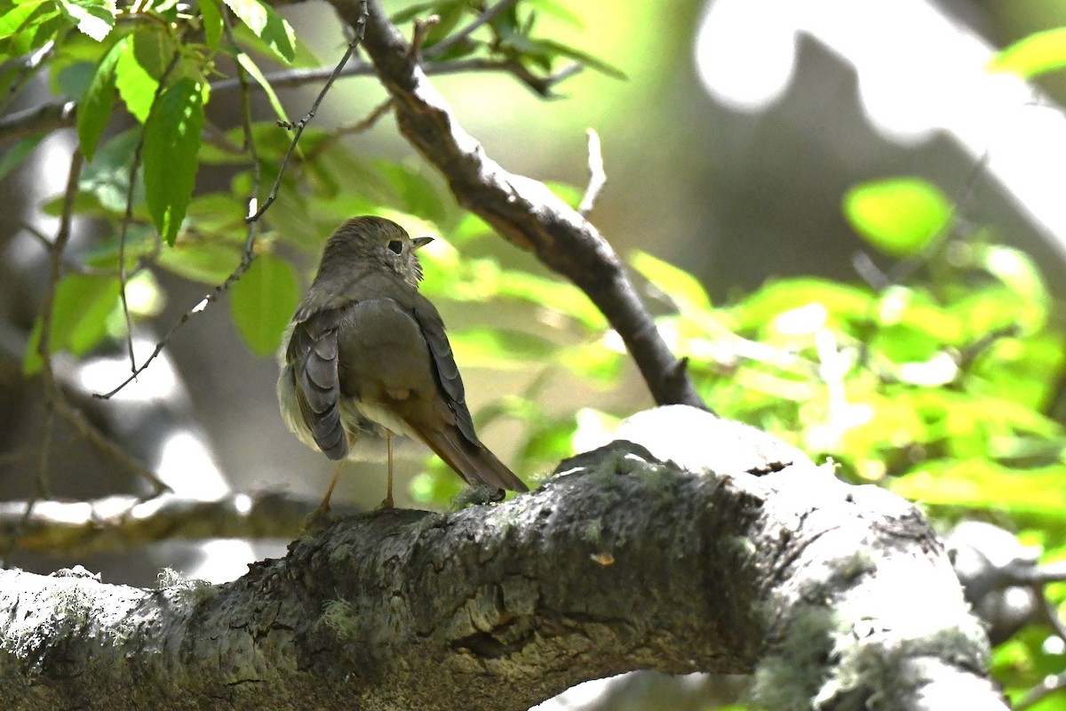 Hermit Thrush - ML644178473