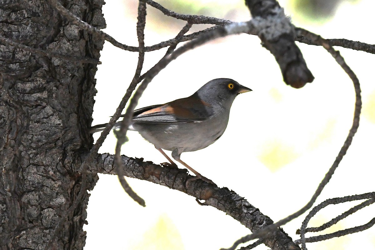 Yellow-eyed Junco - ML644178480