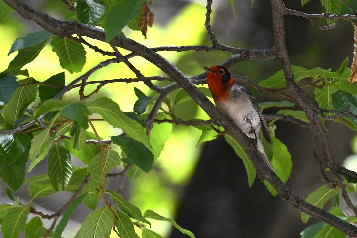 Red-faced Warbler - ML644178489