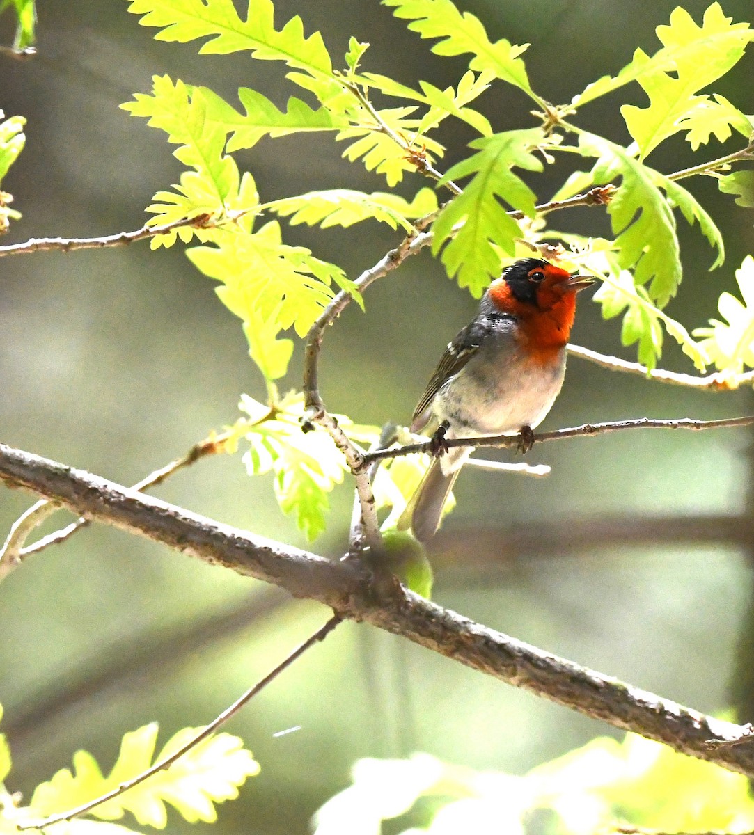 Red-faced Warbler - ML644178490