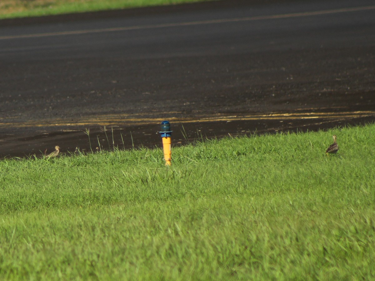 Buff-breasted Sandpiper - ML644178491