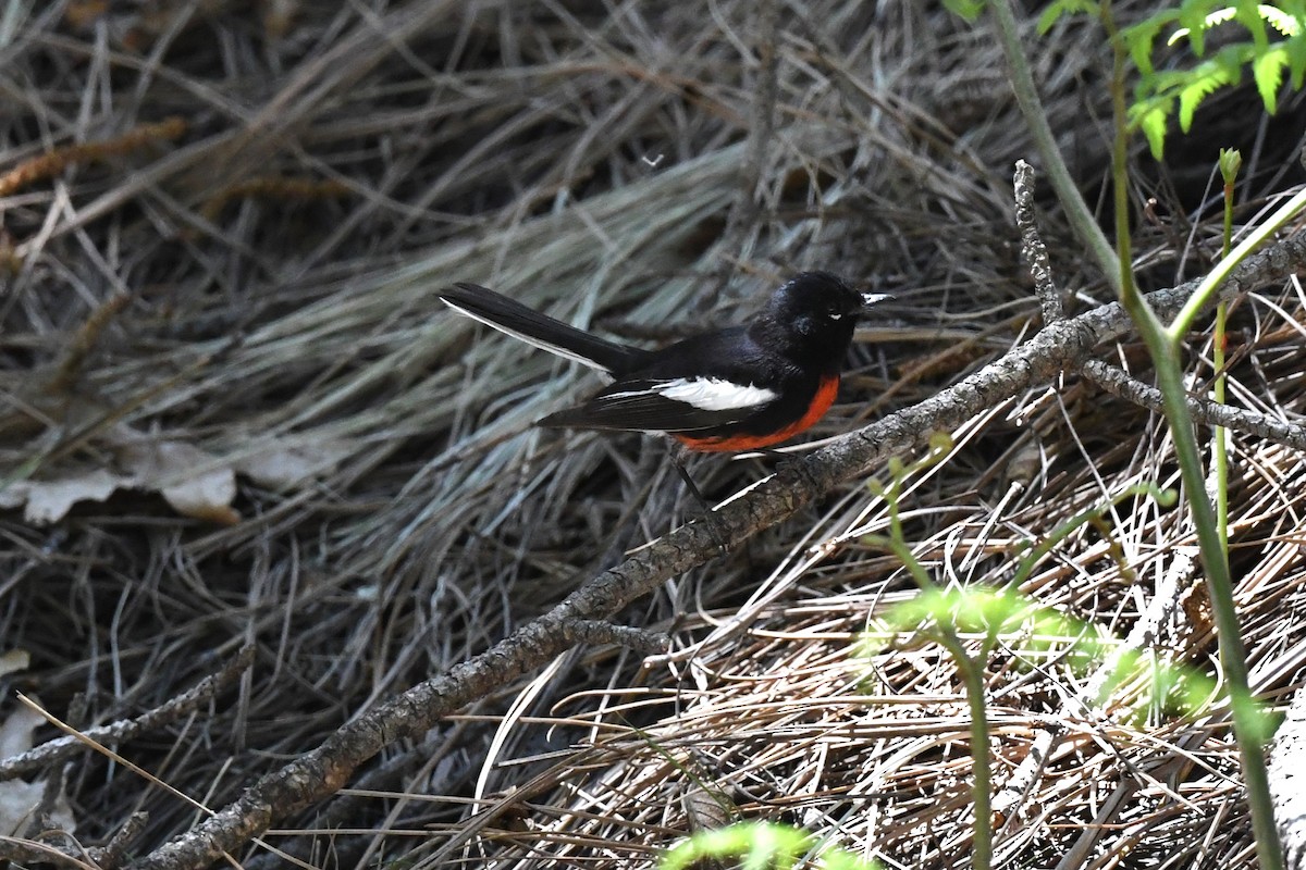 Painted Redstart - ML644178497