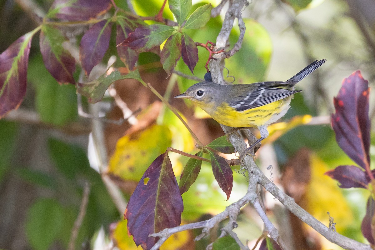 Magnolia Warbler - ML644178513