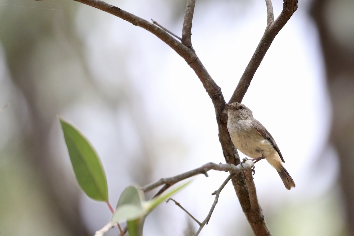Acanthize à croupion beige - ML644178515