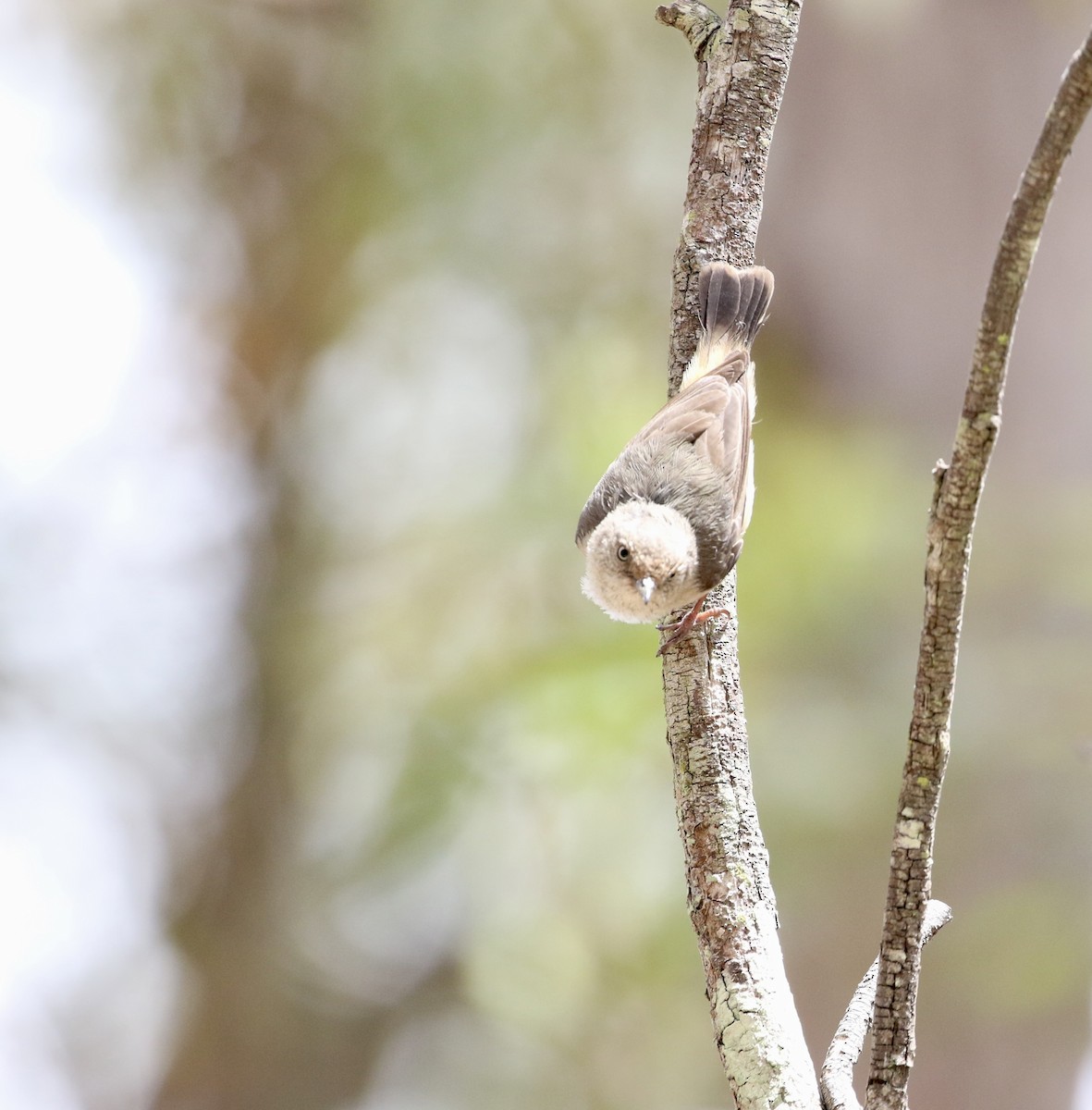 Acanthize à croupion beige - ML644178516