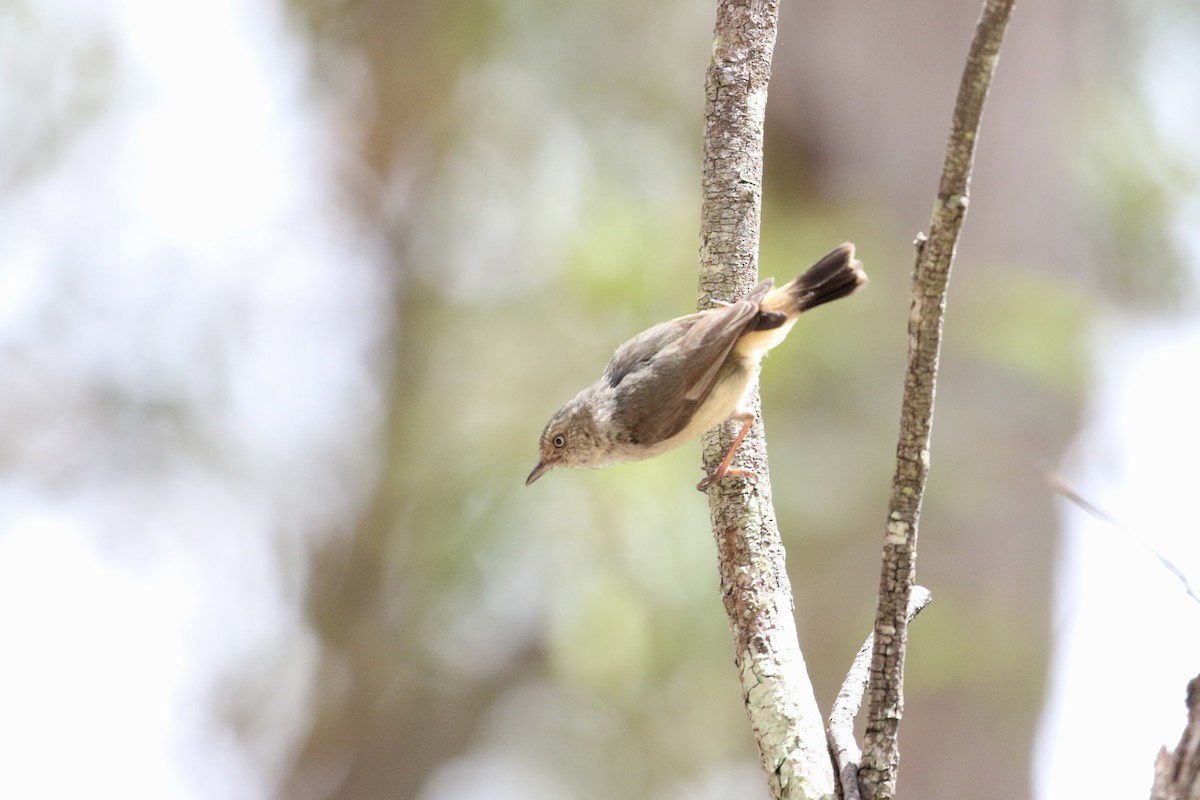 Acanthize à croupion beige - ML644178517