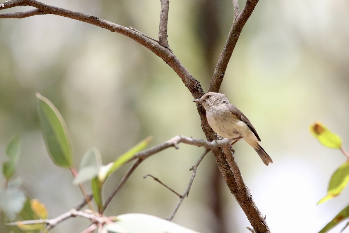 Acanthize à croupion beige - ML644178518