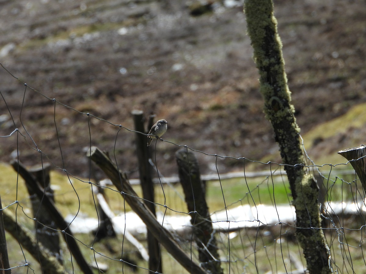 Ash-breasted Sierra Finch - ML644178545
