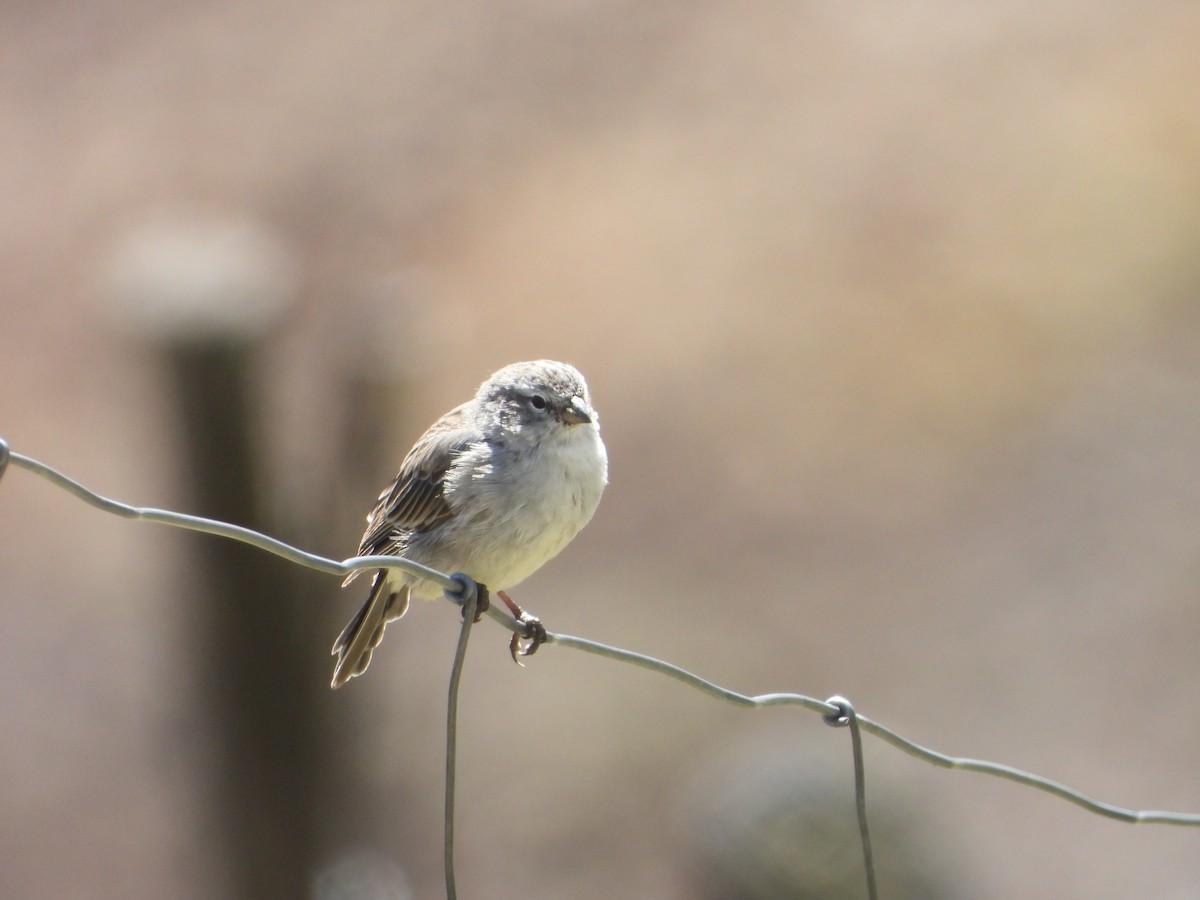 Ash-breasted Sierra Finch - ML644178546