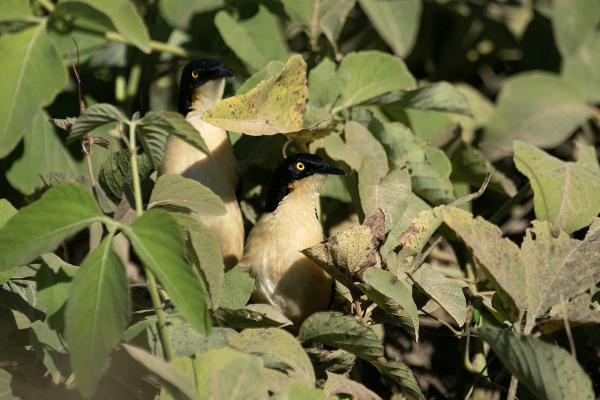 Black-capped Donacobius - ML644178557