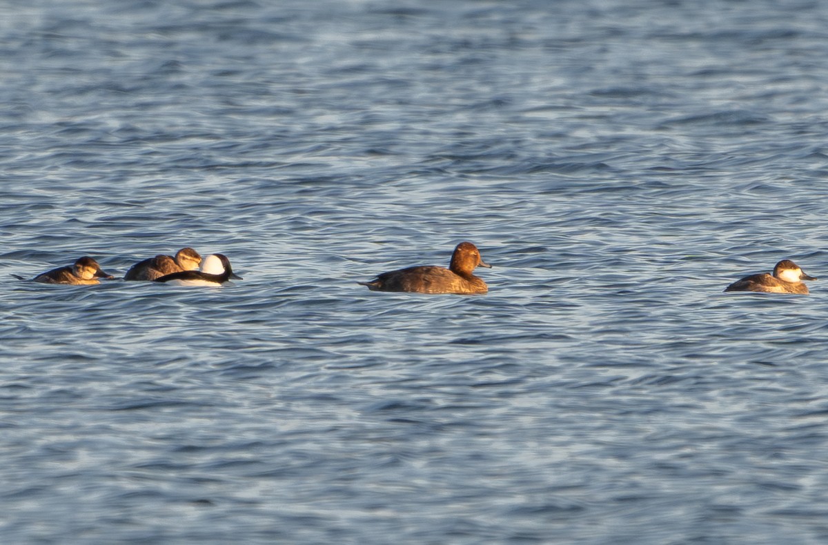 Redhead - ML644178560