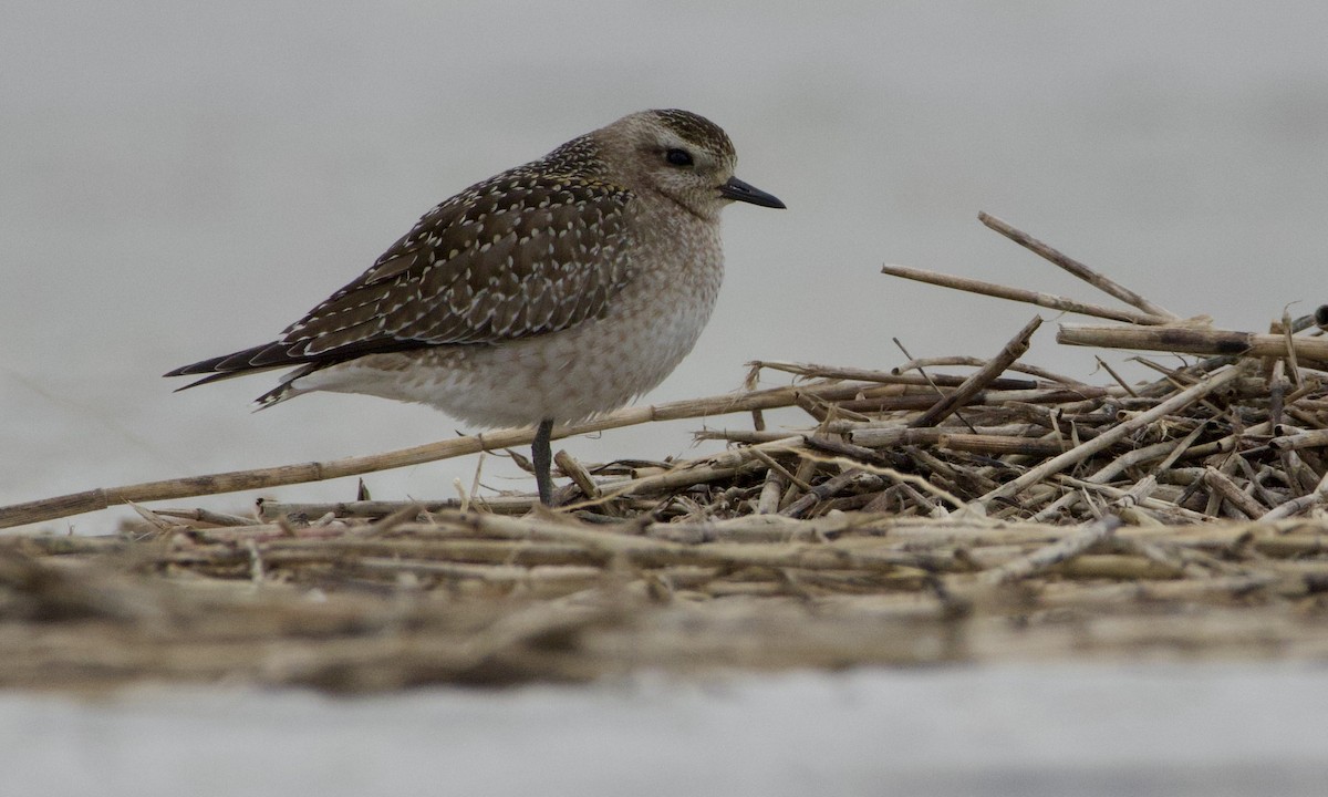 American Golden-Plover - ML644178572