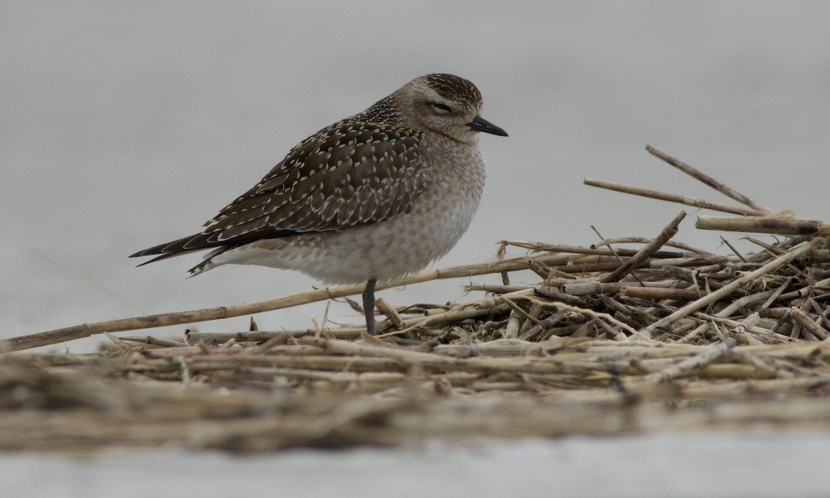 American Golden-Plover - ML644178573
