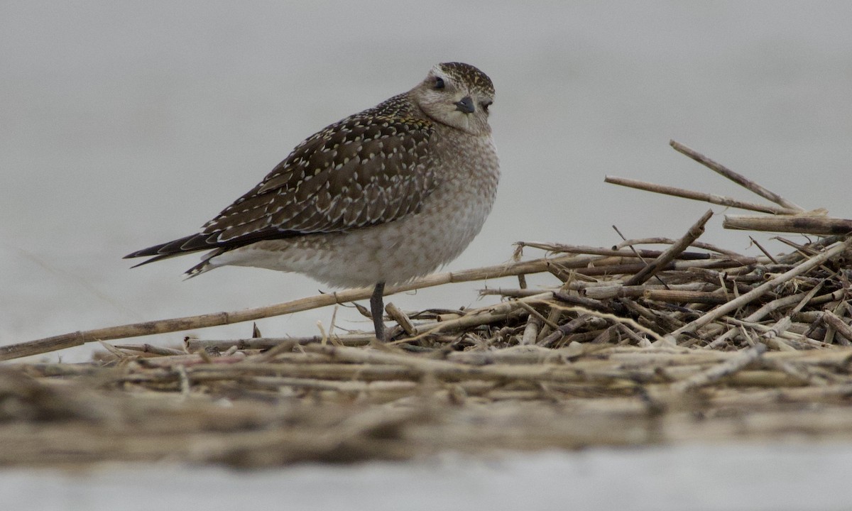 American Golden-Plover - ML644178574